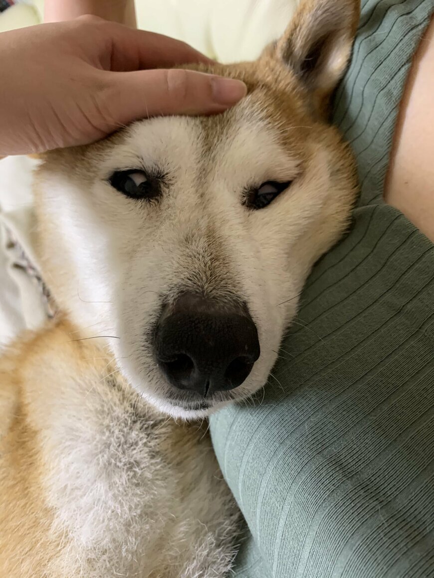 出所：おじいちゃん犬（@13eLK5Vy3N8NRiD）