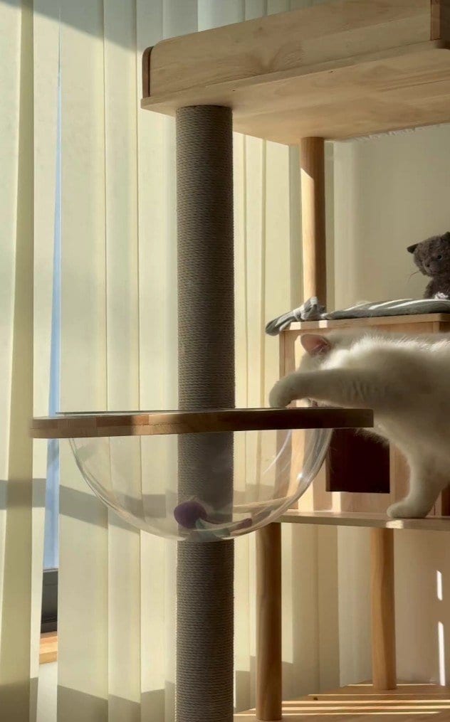 透明ボウルの外からおもちゃを狙う猫→前足で見事ゲットする器用で賢い姿に癒やされる