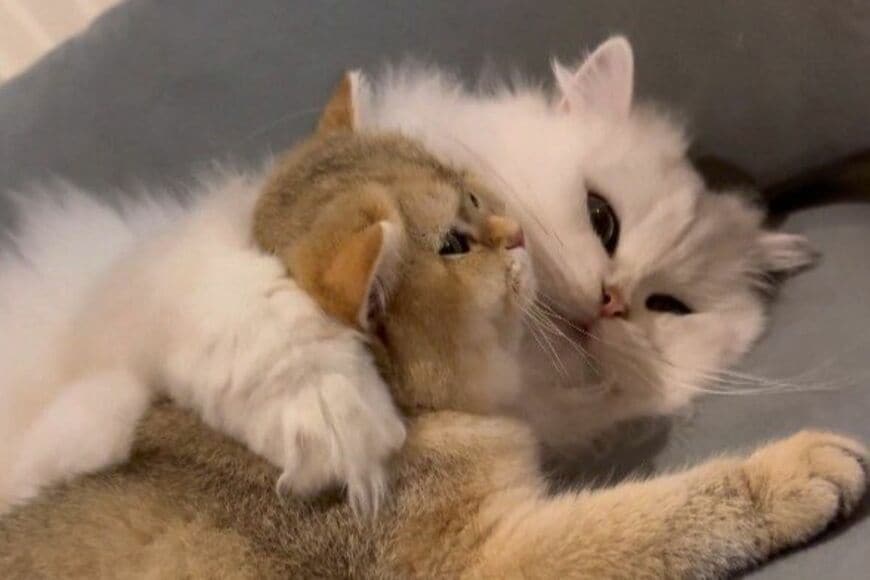 【カゴから絶対に出ない】覚悟を決めた子猫の表情が話題　強気な姿に思わずキュン