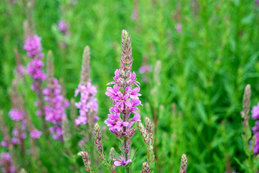 Cornflakes/shutterstock.com