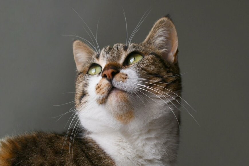 猫の頭をよく見てみると！？「ぴよってなってる」…愛らしい姿に「かわいすぎる」など大反響