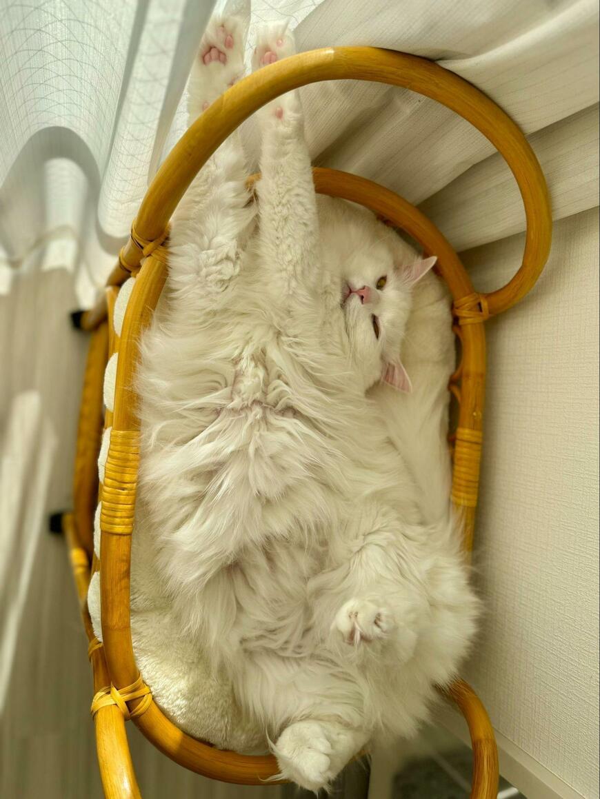 出所：@meltube_cat