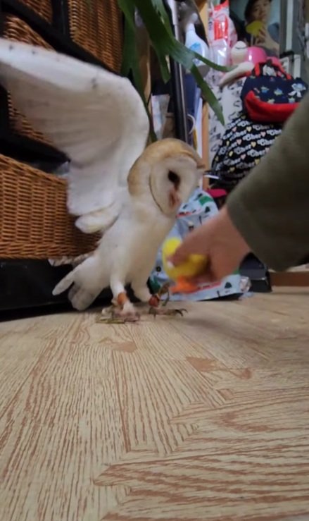 出所：@miki4wan108