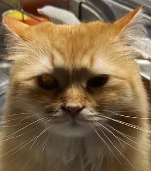 出所：@NEKOLAND13 