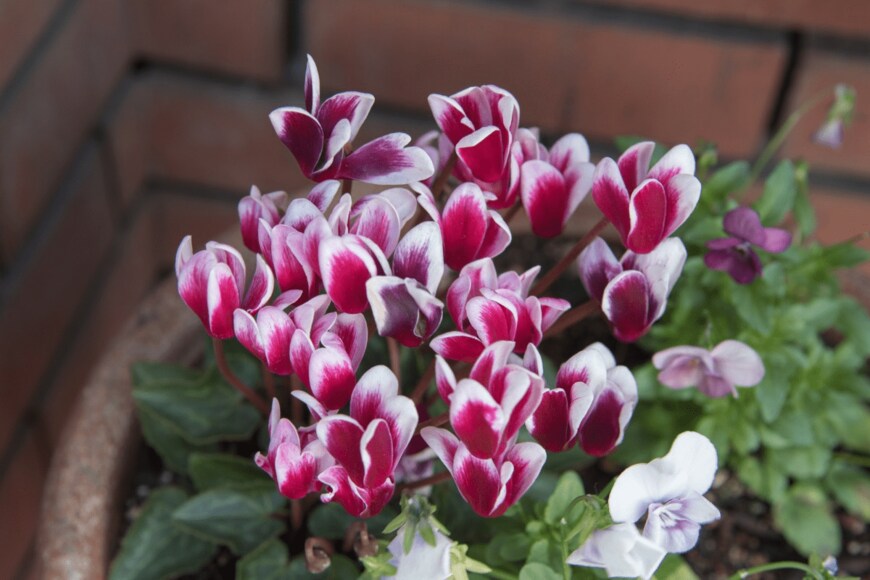 woning/istockphoto.com