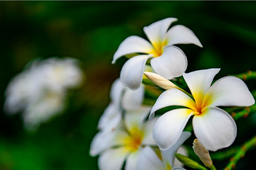 bobbyphotos/Shutterstock.com