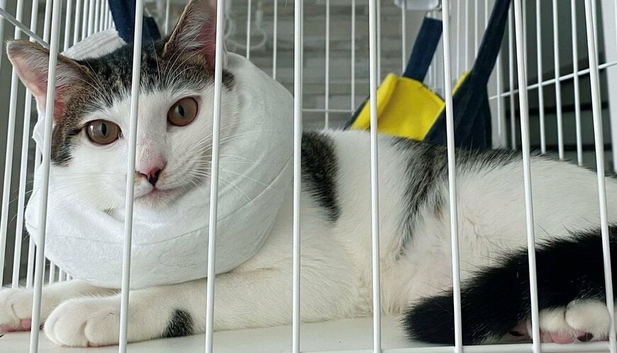 出所：@Saeroyi_cat