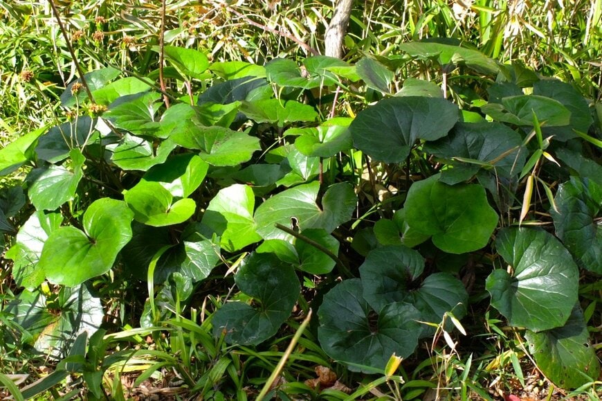 LIMOガーデニング部撮影