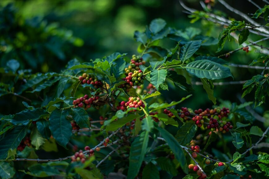 Adam Abdularee/shutterstock.com