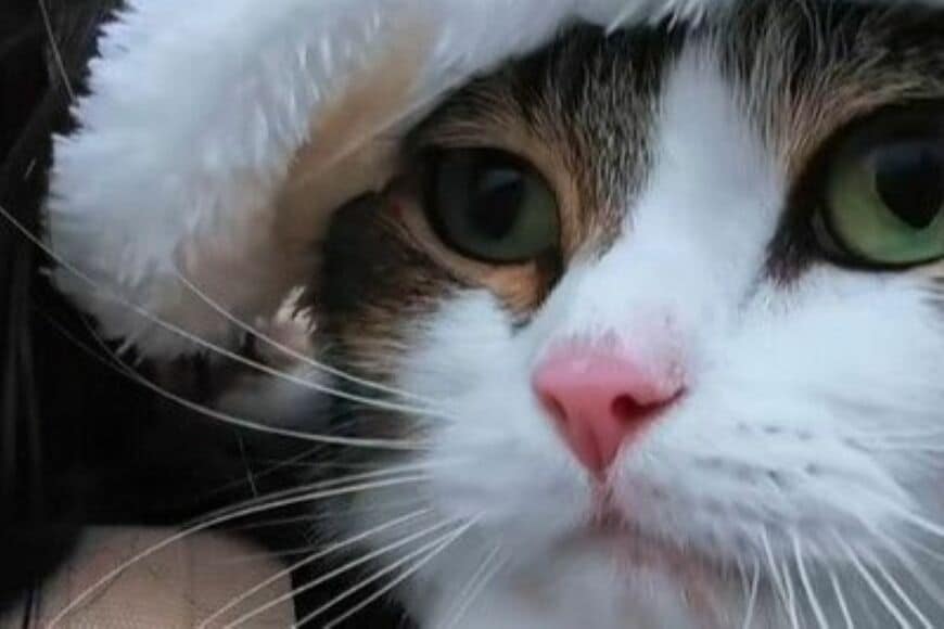 飼い主に抱っこされながら「外出する猫」　まさかのオチに「めっちゃ可愛い」