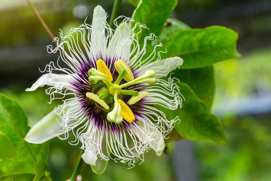 YuRi Photolife/Shutterstock.com