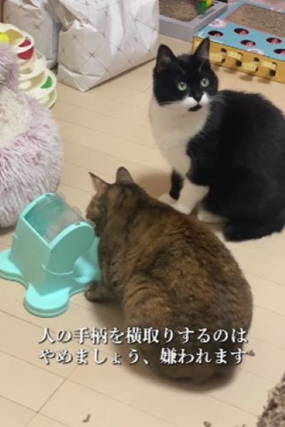 出所：@_nyan_nyan_