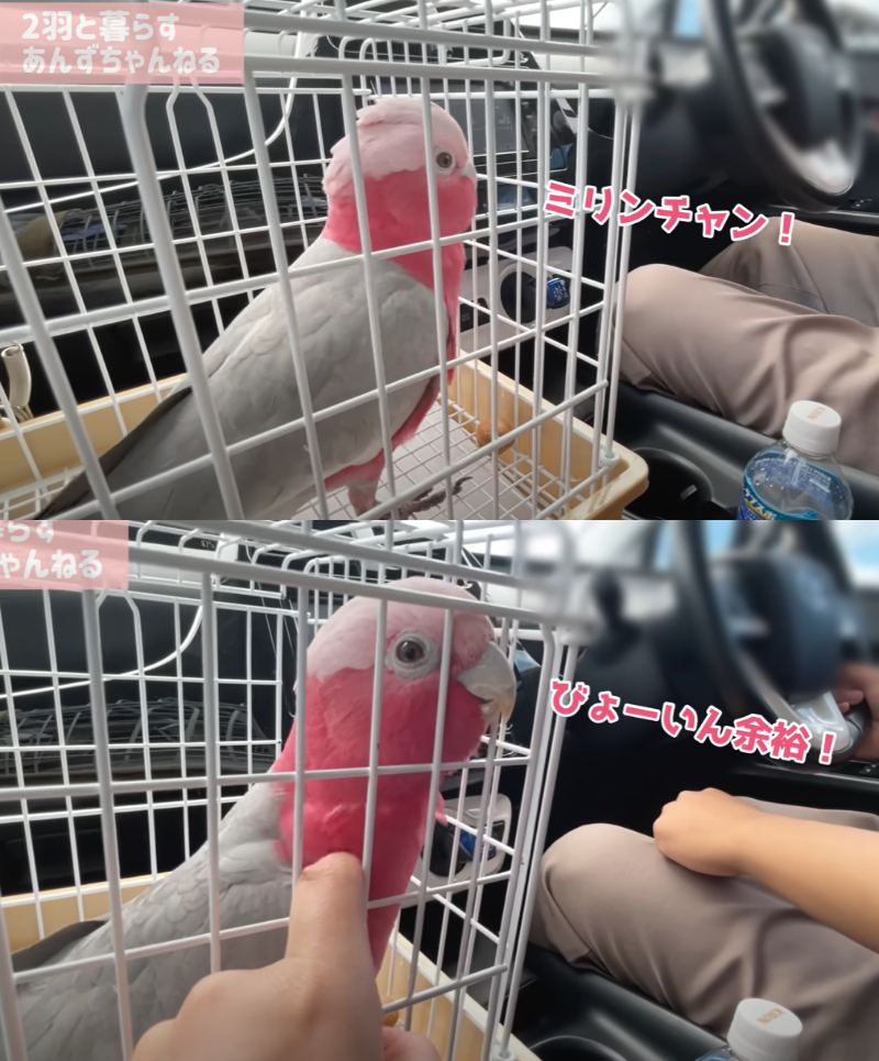 出所：@anz_omomiri