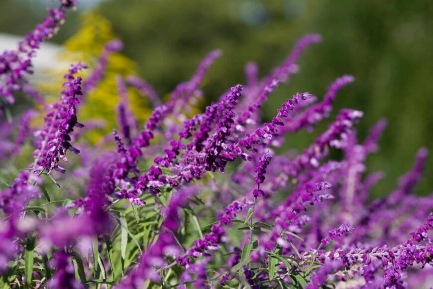 【お金をかけない庭づくり】1苗で大きく育つ秋の花！ナチュラルガーデンにおすすめの宿根草3選