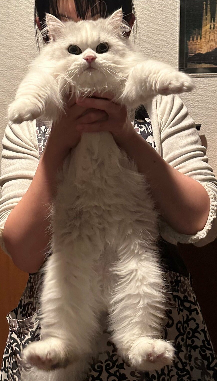 出所：@NEKOLAND13