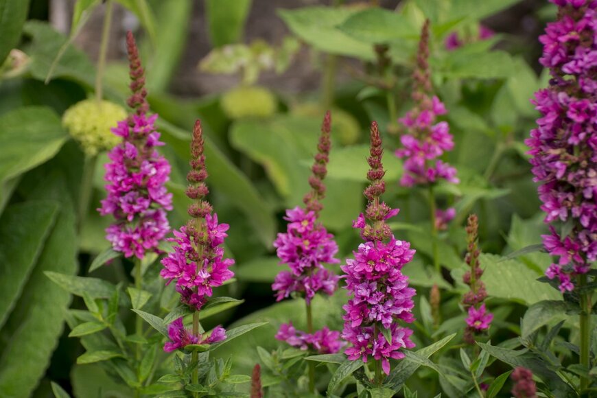 Golden Shark 2/shutterstock.com