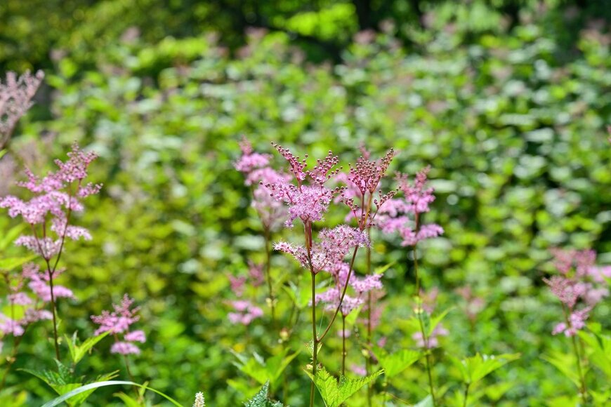 scott mirror/Shutterstock.com