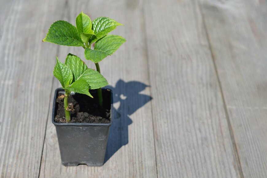 izzzy71/shutterstock.com