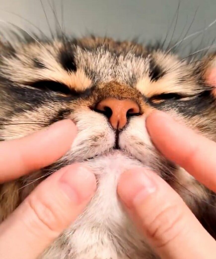 「ちっちゃな前歯」を見せてくれる猫さん　ありがたすぎる光景に感謝続出