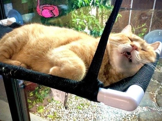 ●●キャプション（上）