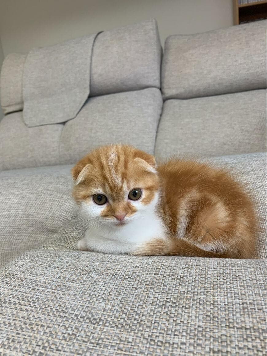 ソファに座る子猫