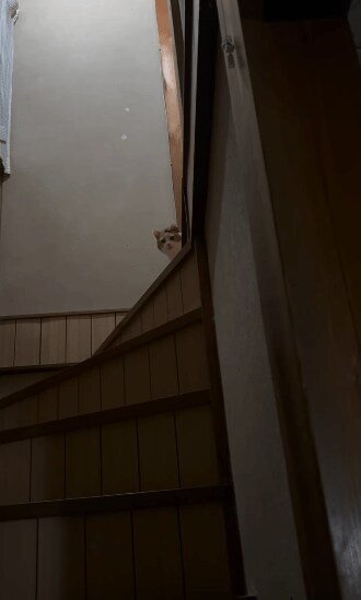 階段を下りる猫