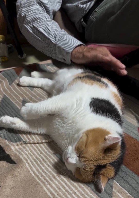お父さんと猫