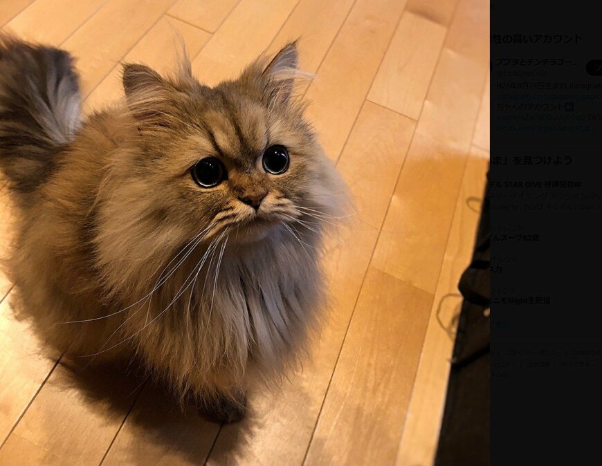 ぬいぐるみにような愛らしさのパピコくん