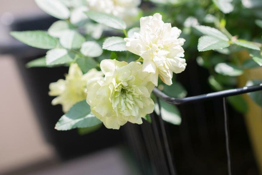 グリーン・アイスのバラの花が咲いている。色は白と薄いグリーン