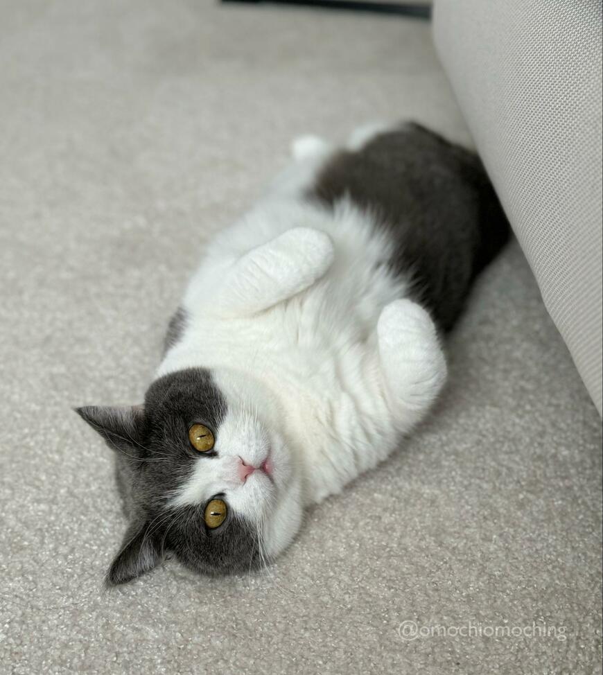 ポーズを取る猫