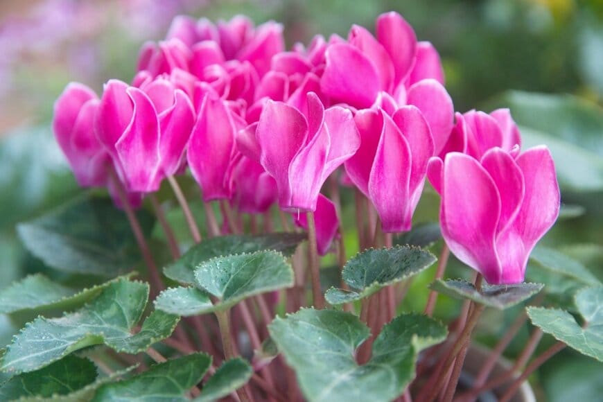 ピンクの花を咲かせている、ガーデンシクラメン