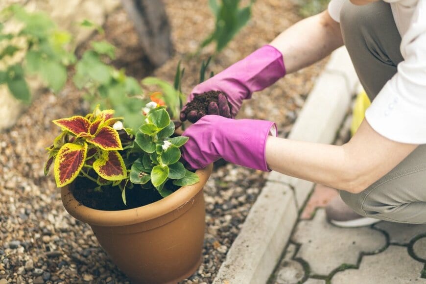 コリウスを使った寄せ植えをつくっている様子
