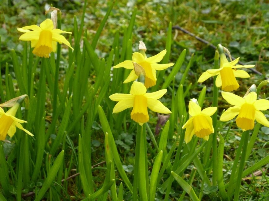 黄色い花を咲かせている、スイセン