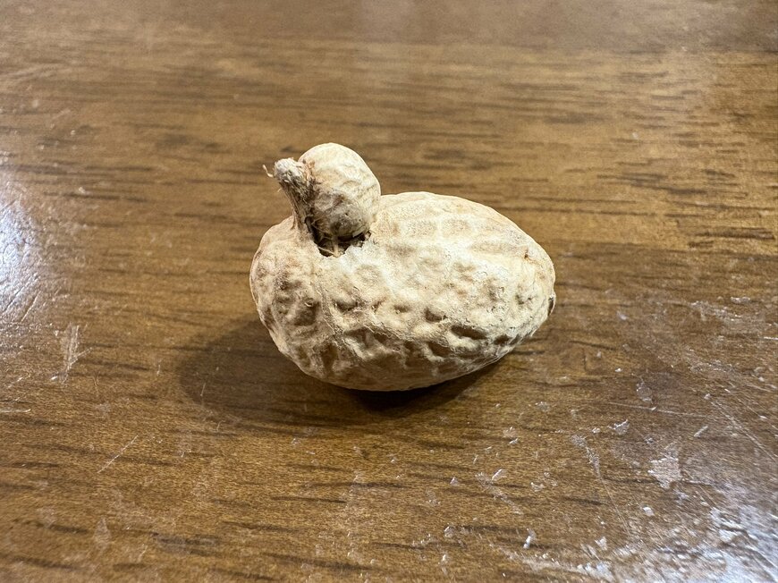 アヒル形のピーナッツ