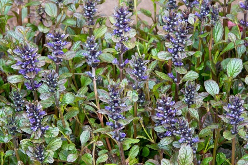 青い小花を咲かせている、アジュガ。葉は緑色