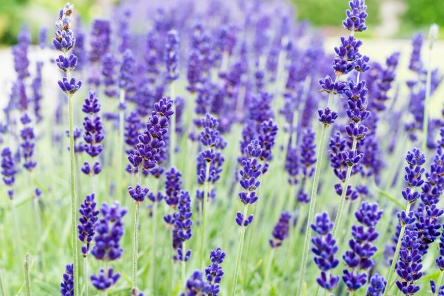 ラベンダーの花が咲いている。色は紫