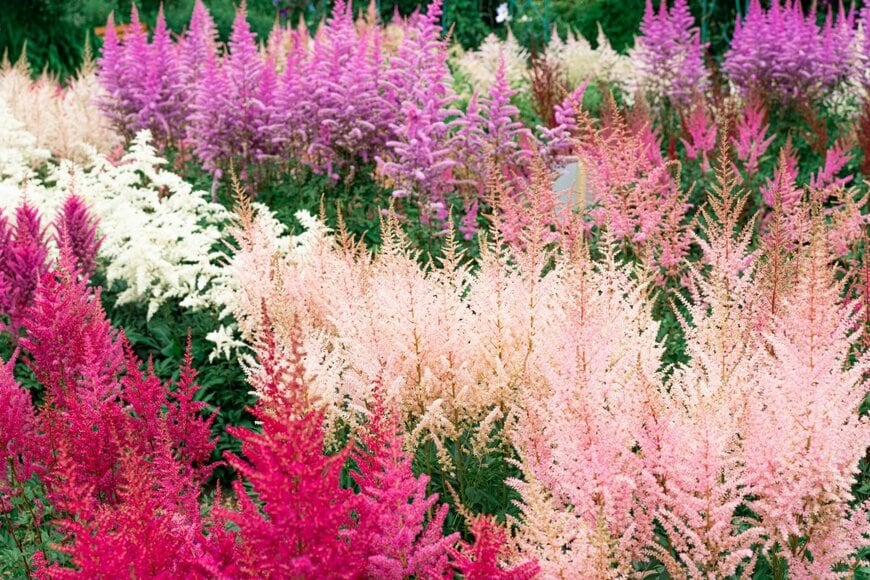 アスチルベの花穂。色は濃いピンク、薄いピンク、赤。