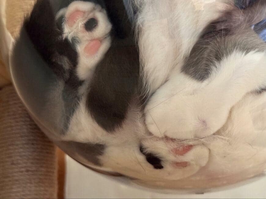 キャットタワーと猫