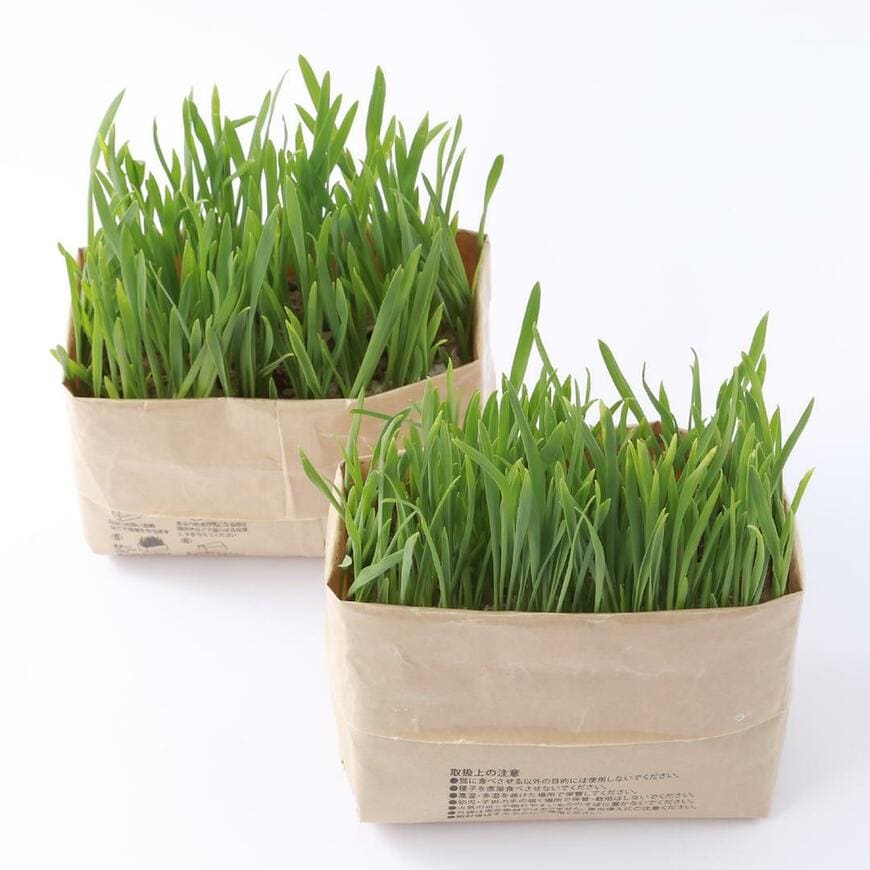 無印良品、土を使っていない 猫草栽培セット商品画像