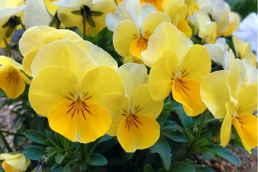 パステルイエローカラーのパンジーの花が咲いている。