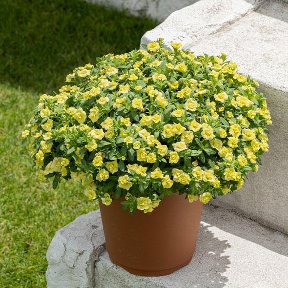 出所:サントリーフラワーズ ミリオンベルハンディ(こんもりレモン)