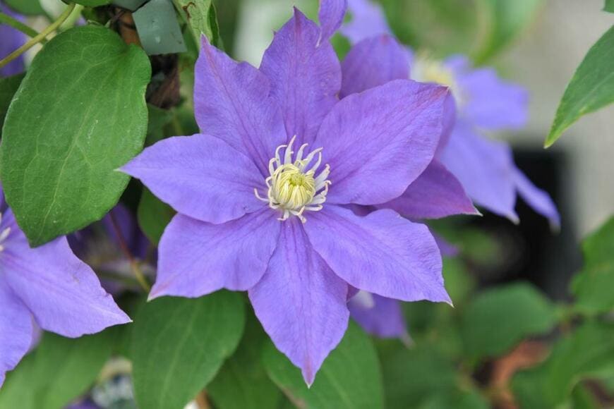 青紫のクレマチスの花が咲いている。葉は深い緑色。