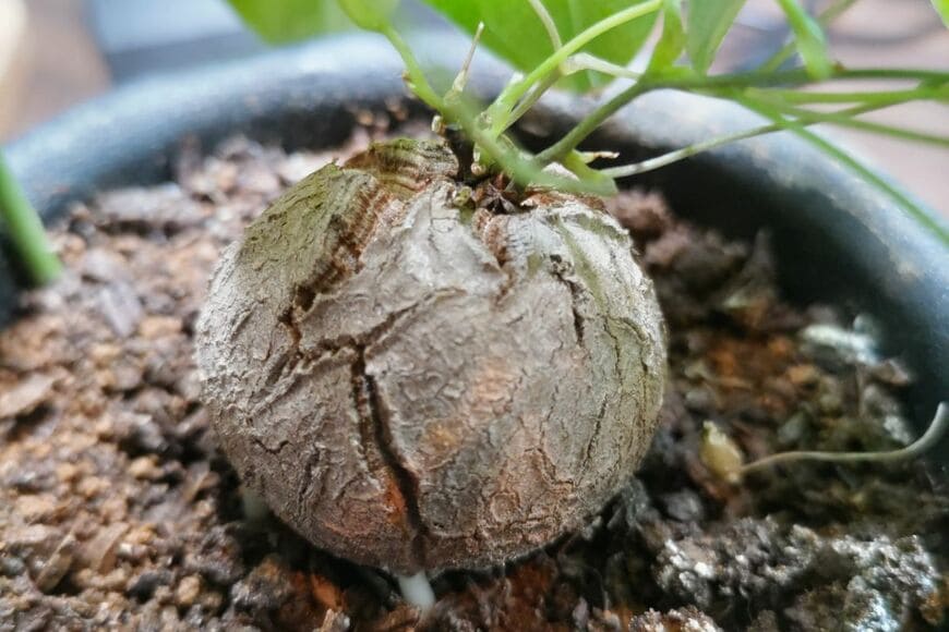 購入から一年後の亀甲竜