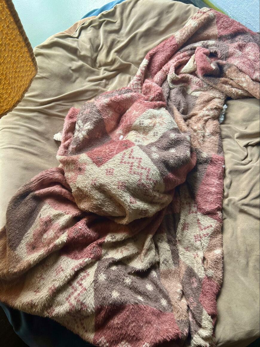 タオルの中の猫