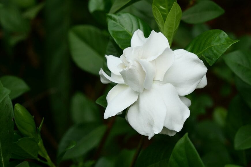白いクチナシの花が咲いている。