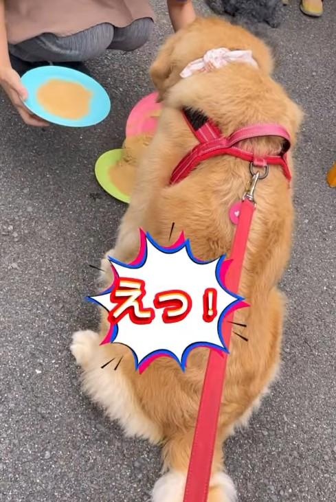 座っている犬