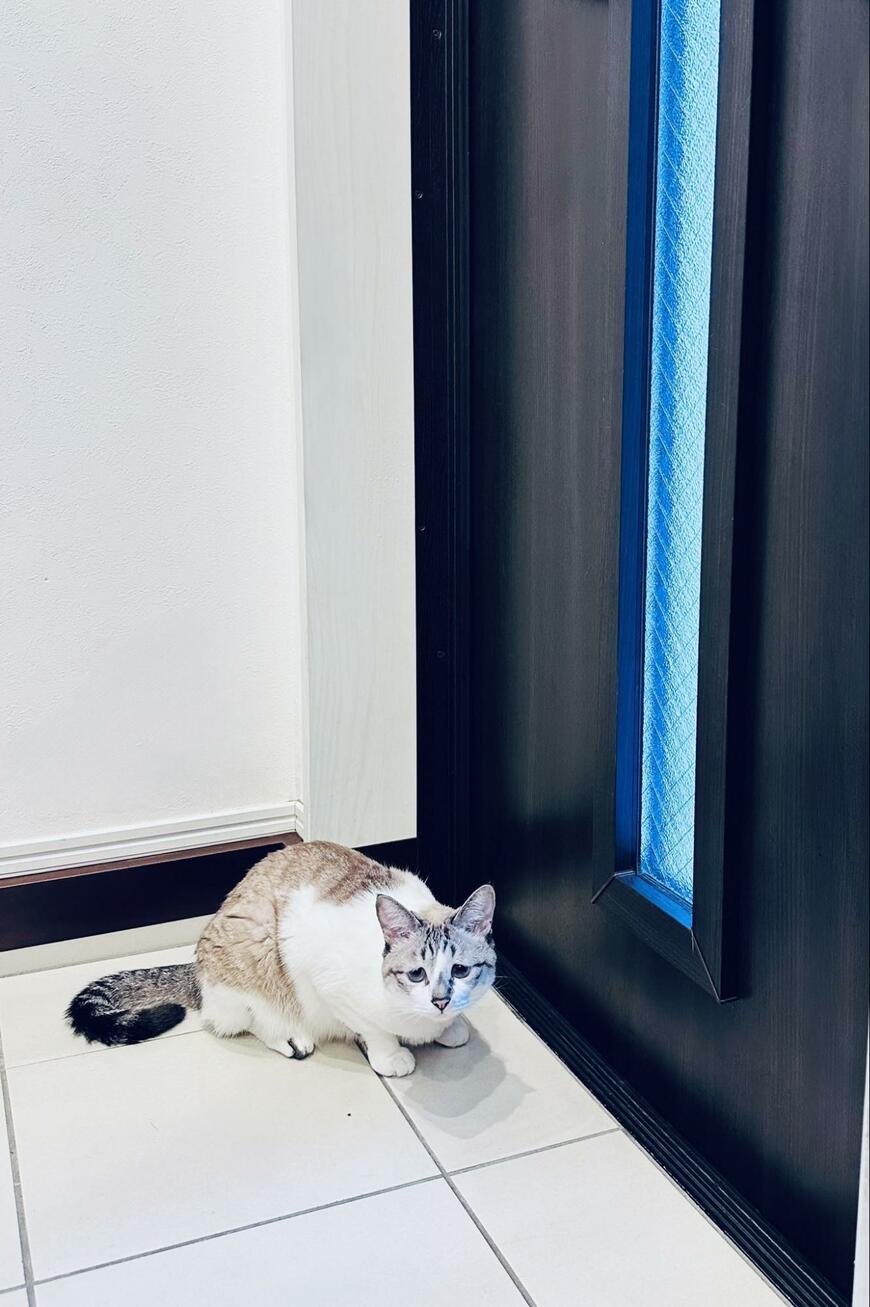 こちらを見つめる猫