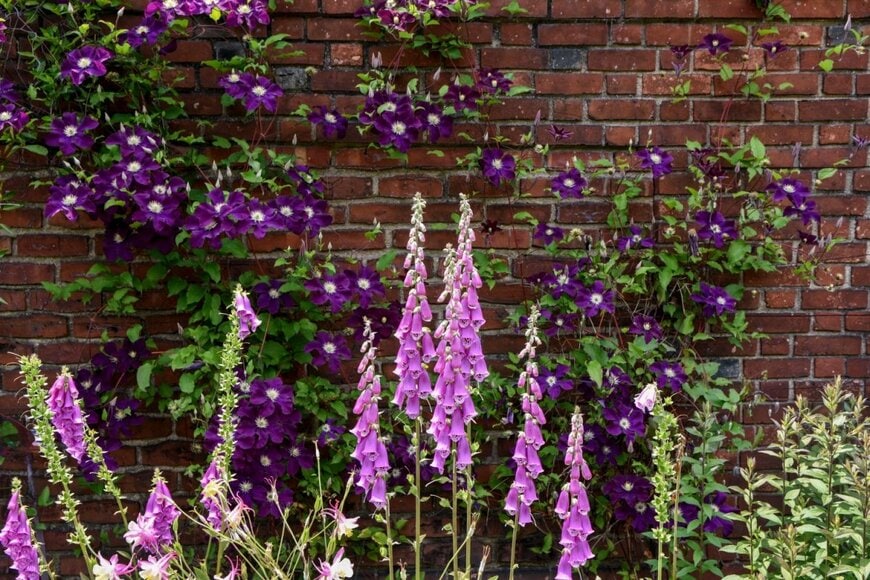 紫色の花を咲かせているクレマチスとジギタリス