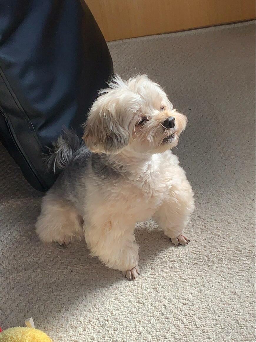 目を閉じている犬