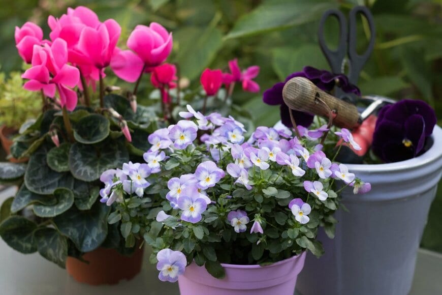 手前に淡い青と白のビオラ、奥にはピンクのガーデンシクラメン。ガーデニンググッズも置かれている